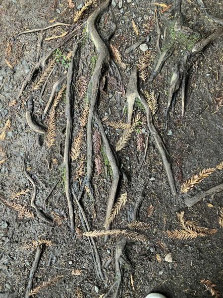 Asemic Realizations #42 (Roots)